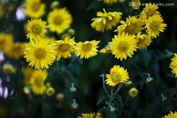 菊花 花卉摄影