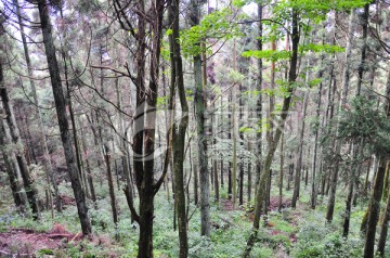 庐山山林植被