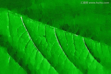 綠葉裝飾畫