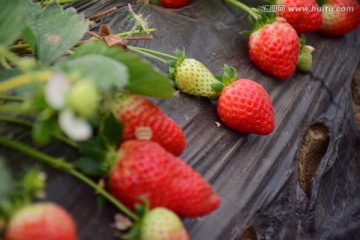 奶油草莓