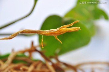 黄花菜