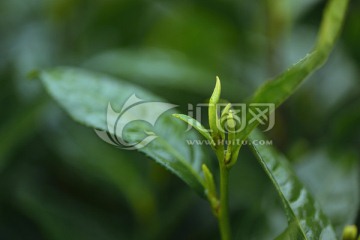 绿芽 谷雨前茶