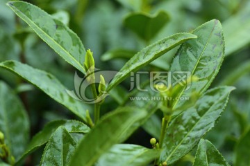 绿芽 谷雨前茶