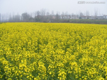 油菜花