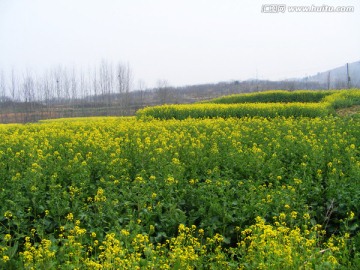 油菜田