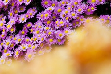 菊花 花卉摄影