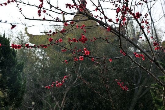 桃树 桃花