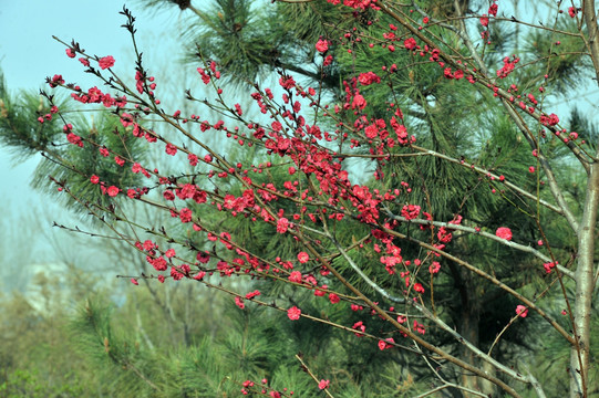 桃花 花 公园