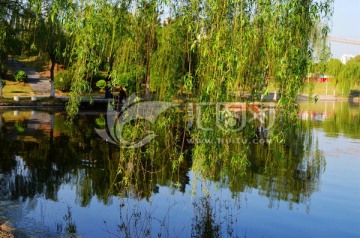 柳树下的风景