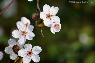 李子花