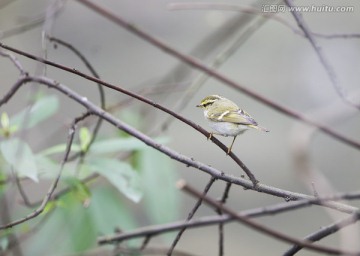 黄腰柳莺 小鸟