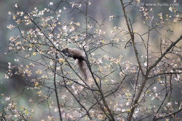 松鼠 樱花树