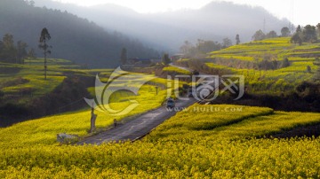 油菜花田间的公路