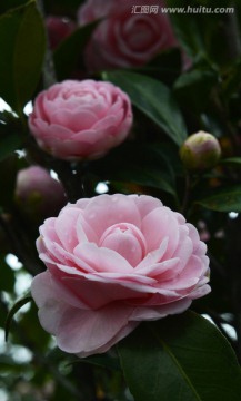 粉红茶花花枝