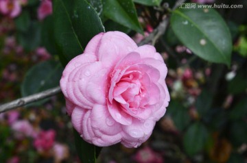 粉红茶花花枝