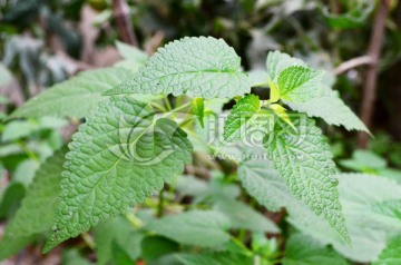 合香植物