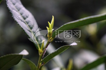 茶叶 茶芽