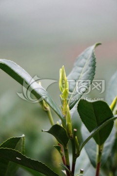 茶叶 茶芽