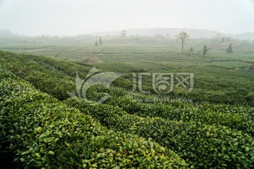 茶叶 茶园