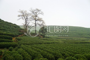 茶叶 茶园