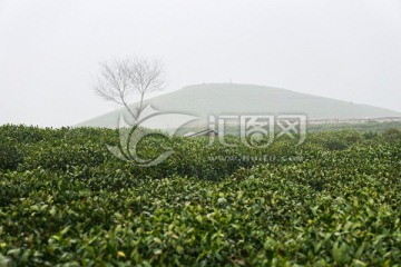 茶叶 茶园