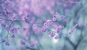 梅花