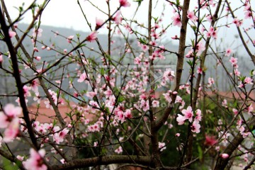 桃花特写