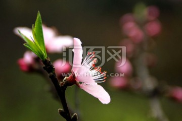 桃花特写