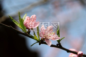 桃花特写