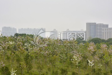 栀子花开