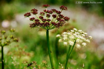 长白山 野花