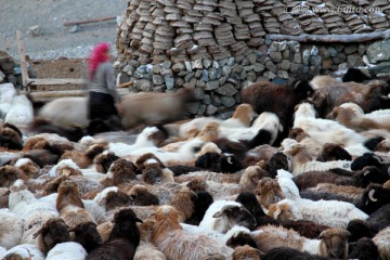牧民和羊群