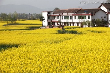 油菜花