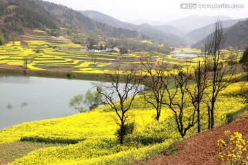 油菜花