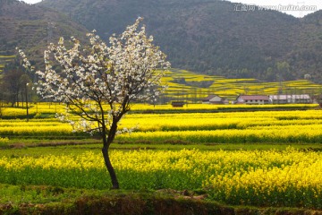 油菜花