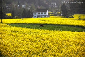 油菜花