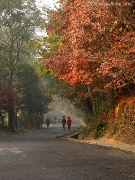 秋景红叶