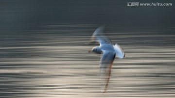 慢门海鸥