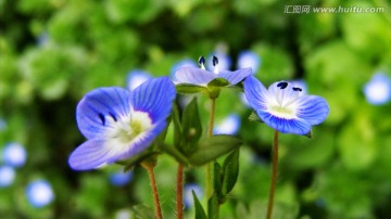 阿拉伯婆婆纳