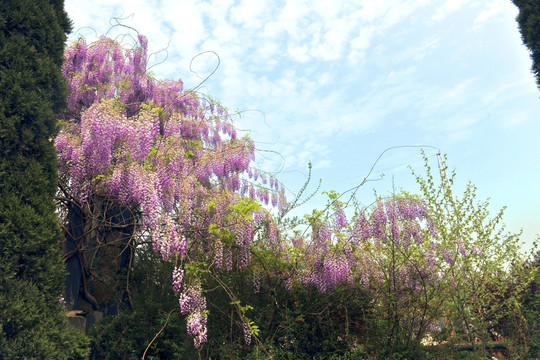 紫藤花 紫藤树