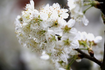 樱桃花