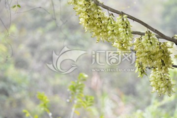 禾雀花 白花油麻藤 雀儿花