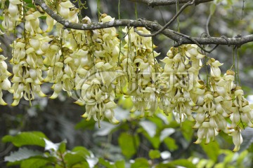 白花油麻藤