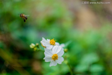 白花