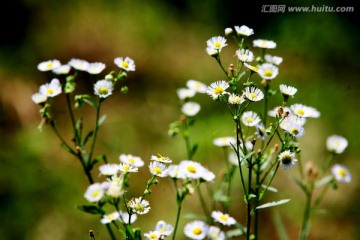 白色小花