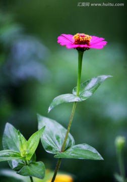 小花 美丽的小花