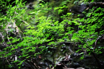 武当山 春芽树叶