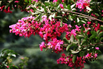 丁香花 紫丁香