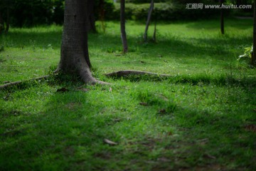 阳光绿草大树