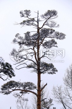 大雪后的美人松